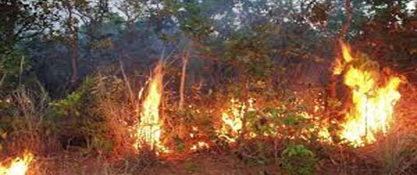 Pir Kalay: Fire Erupts in Jungle