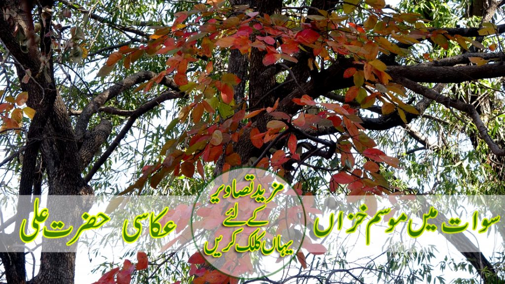 سوات میں موسم خزاں عکاسی حضرت علی