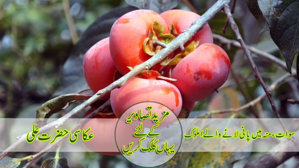 سوات،منہ میں پانی لانے والے املوک