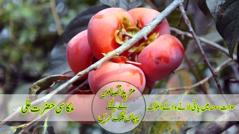 سوات،منہ میں پانی لانے والے املوک