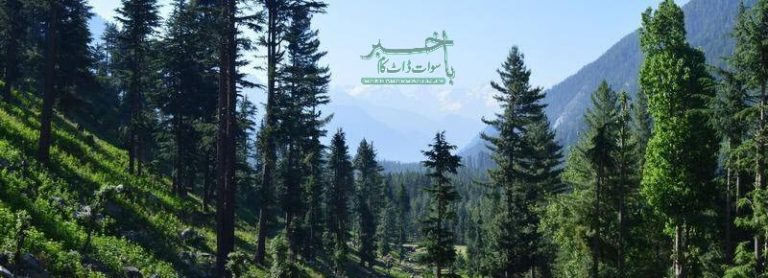جنگلات کی کٹائی روکنے بارے کمیٹی تشکیل دے دی گئی