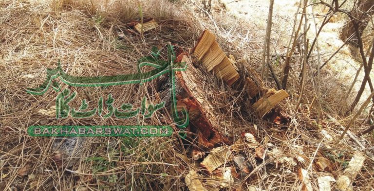 ٹمبر مافیا جامبیل کے علاقہ چڑ خوا کا صفایا کرنے میں مصروف