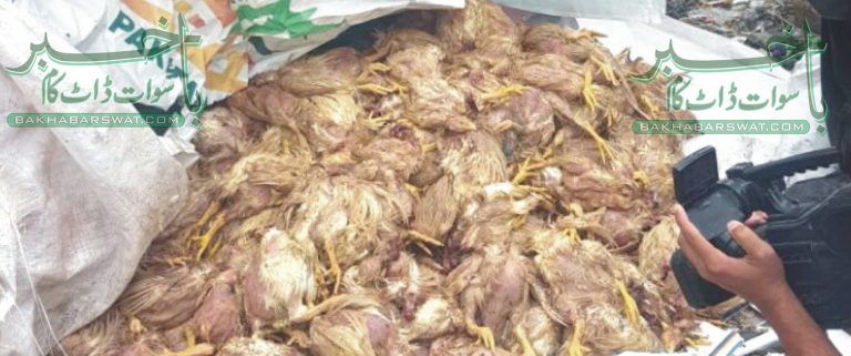 مردہ مرغیاں فروخت کرنے والا دکاندار کو جیل بھیج دیا گیا