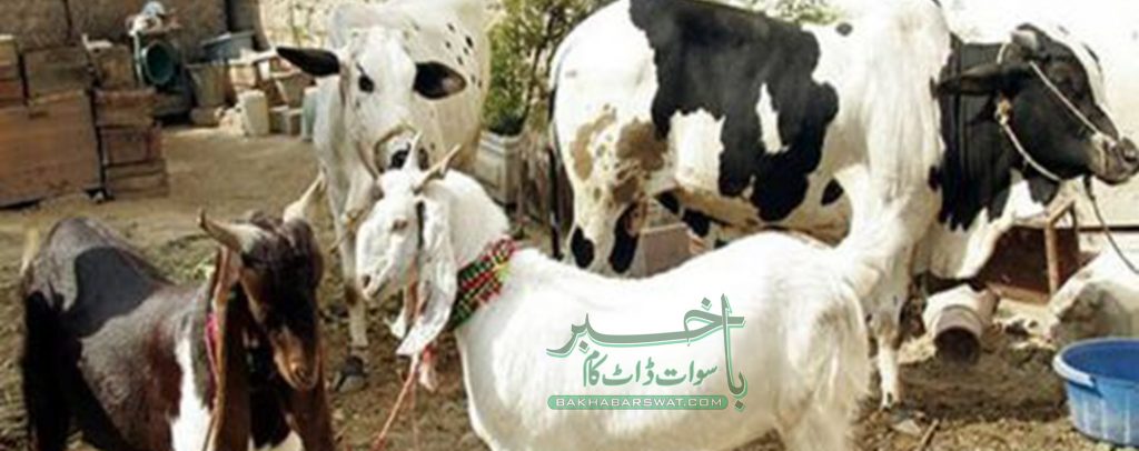 مویشی خانہ میں آگ لگنے سے 11مویشی ہلاک