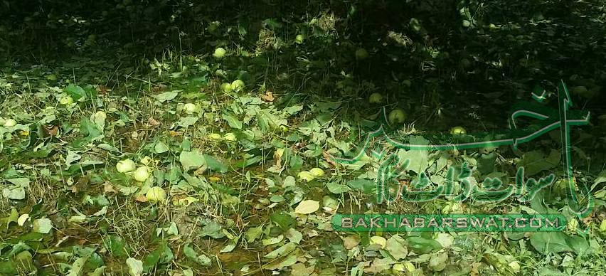 ژالہ باری، پھلوں کے درختوں کو کروڑوں روپے کا نقصان