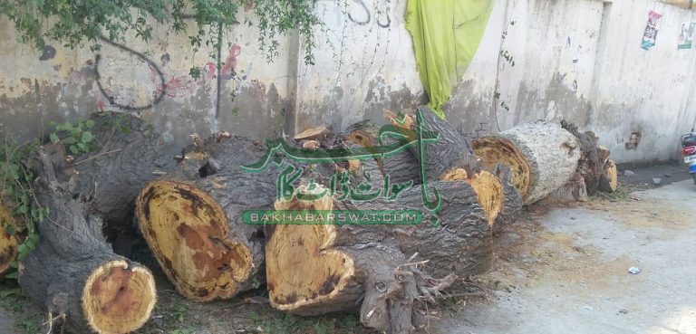 پی ٹی سی ایل ایکسچینج کے سامنے برسوں پرانے درخت کو نامعلوم افراد نے کاٹ لیا