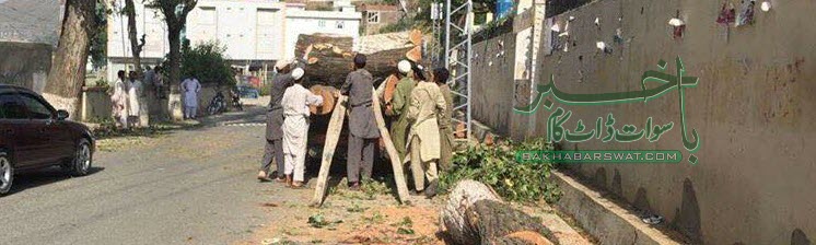ایک بھی درخت اور کٹا، تو محکمہ جنگلات کے دفتر کا گھیراؤ کریں گے، سول سوسائٹی سوات