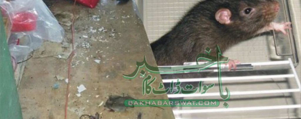 مینگورہ شہر سمیت مختلف علاقوں میں چوہوں کا راج