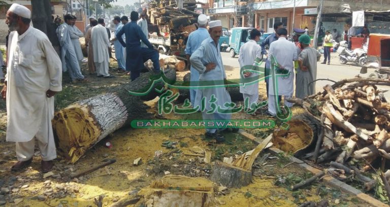 ملک بھر میں شجر کاری اور سوات میں جنگلات کی کٹائی مہم زور و شور سے جاری