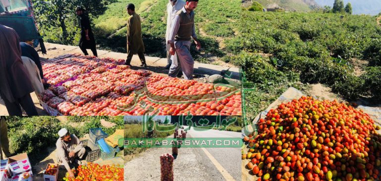 سوات، امسال ٹماٹروں کی ریکارڈ پیداوار، ملک بھر میں قیمتیں گر گئیں
