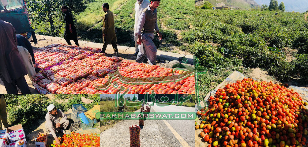 سوات، امسال ٹماٹروں کی ریکارڈ پیداوار، ملک بھر میں قیمتیں گر گئیں