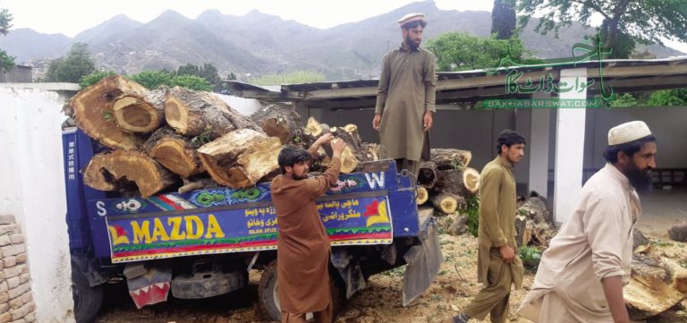 سوات، حکومت کی شجرکاری اور سرکاری افسران کی ’’شجر کٹائی‘‘ مہم جاری