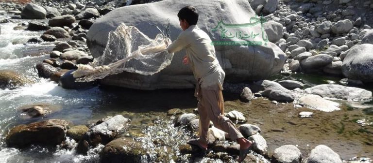 بحرین، کالام اور ملحقہ علاقوں میں ٹراؤٹ مچھلی کا غیر قانونی شکار عروج پر