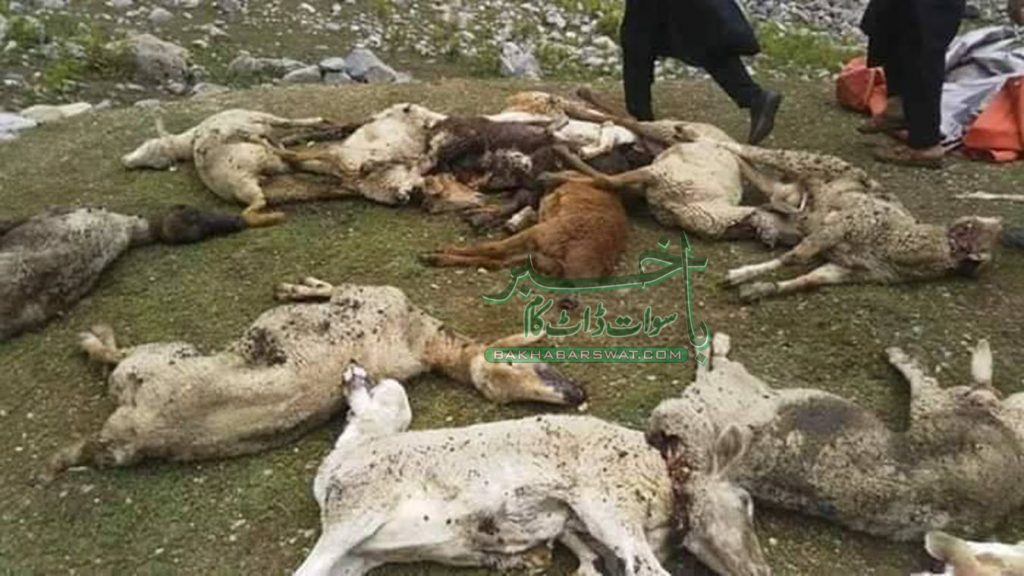 بڈئی سیرئی، کھیت میں چرنے والے بھیڑوں پر فائرنگ، 17 بھیڑ ہلاک، 18 زخمی