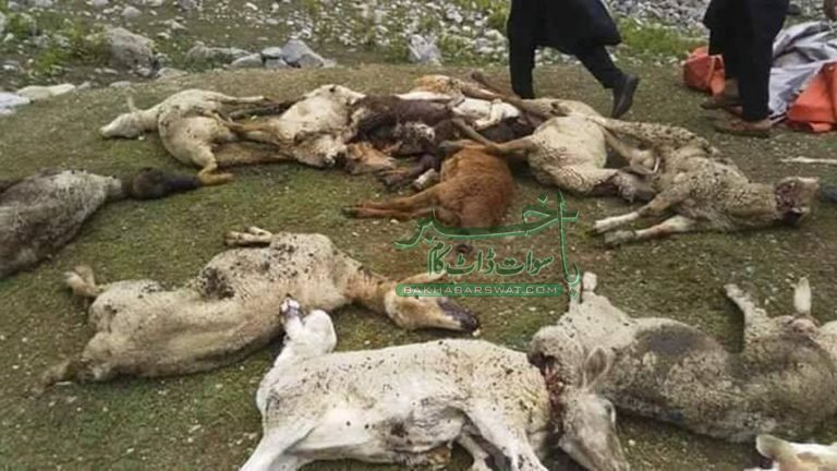 بڈئی سیرئی، کھیت میں چرنے والے بھیڑوں پر فائرنگ، 17 بھیڑ ہلاک، 18 زخمی