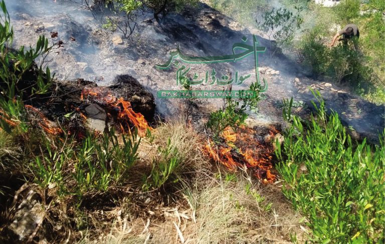چارباغ منگلتان، پہاڑی پر نا معلوم وجوہات کی بناپر آگ لگ گئی