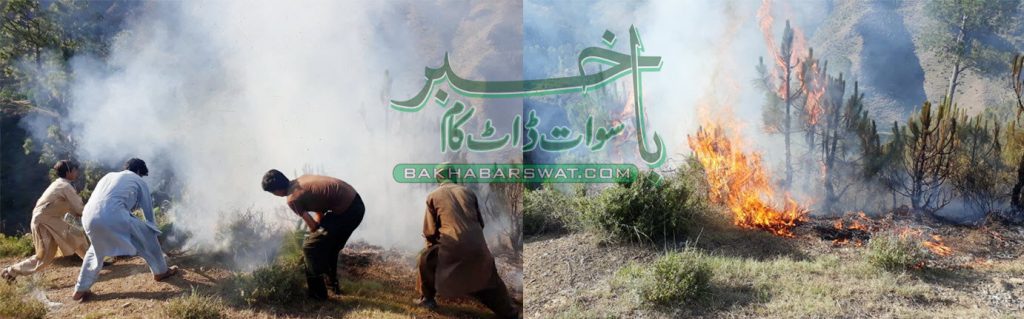 سیگرام، پہاڑی میں آگ لگ گئی، قیمتی پودے جل کر راکھ