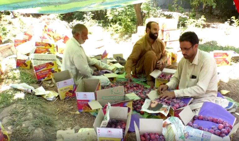ملک بھر میں تیزی سے مشہور ہوتے سوات کے آلوچے