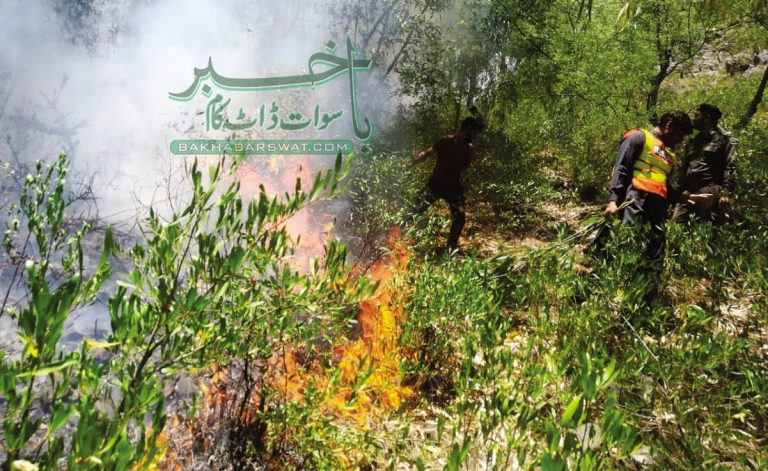 سوات، مزید چار پہاڑوں پر آگ لگ گئی، سیکڑوں پودے جل کر راکھ