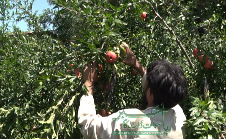 سوات کے انار نے قندھاری انار کو پیچھے چھوڑ دیا، خصوصی رپورٹ