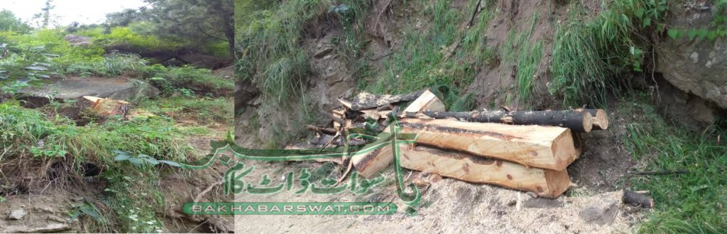 سوات پولیس کا ٹمبر مافیا کے خلاف خصوصی آپریشن کا آغاز، 9 گرفتار
