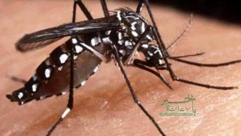 ڈینگی،مزید19 افراد متاثر، تعداد 252 ہوگئی