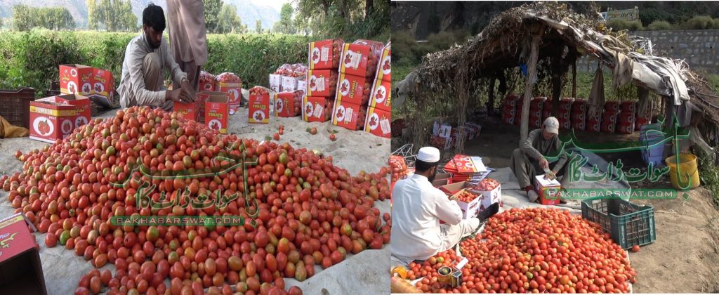 سوات، ہر سال 51 ہزار میٹرک ٹن ٹماٹر کی پیداوار ہوتی ہے، خصوصی رپورٹ