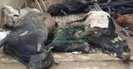 بنڑ، بارشوں کی وجہ سے کچا طویلہ گرنے سے تین مویشی ہلاک