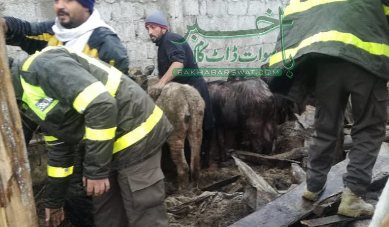 مکان باغ، بارشوں کی وجہ سے باڑہ کی چھت گرنے سے ایک مویشی ہلاک
