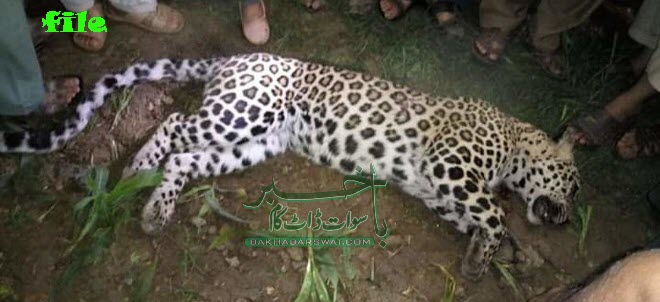 مٹہ سر بانڈہ،چیتے کو ہلاک کرنے والے چار افرد کے خلاف مقدمہ درج