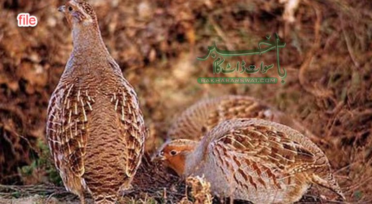 سویگلئی، تتیروں کو دام رکھ پکڑنے والا شکاری گرفتار