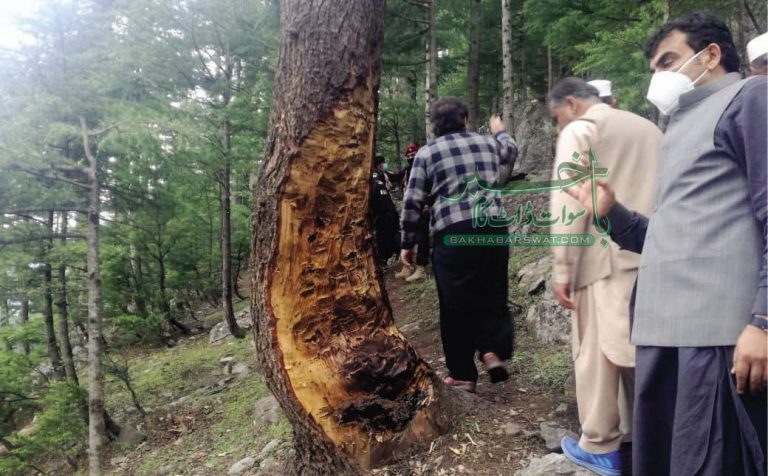 محکمہ جنگلات سوات، غفلت پر 25اہلکار معطل