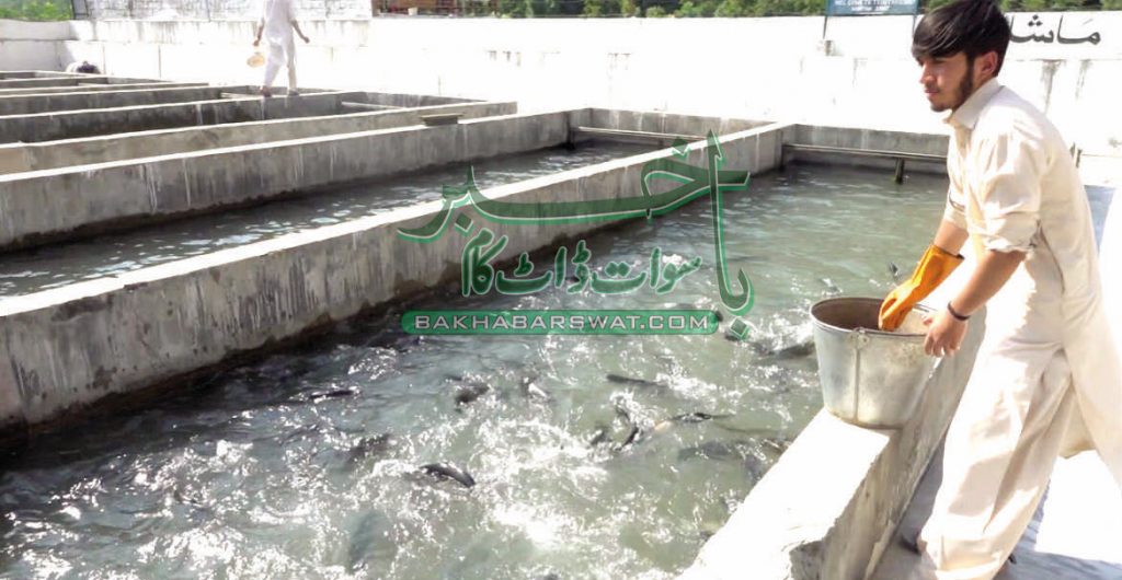سوات، لاکھوں کلو ٹراؤٹ کے مرنے سے کروڑوں کے نقصان کا خدشہ