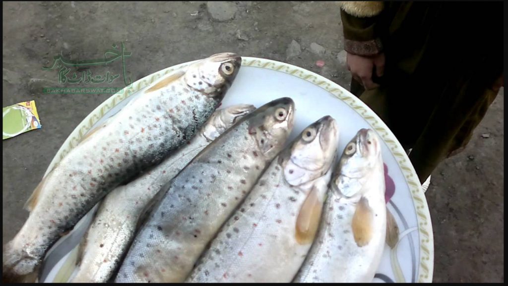 کالام میں ٹراؤٹ مچھلیوں کا غیر قانونی شکار عروج