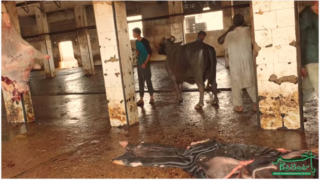 مینگورہ، گنجان آباد علاقہ میں مذبح خانہ وبالِ جاں بن گیا