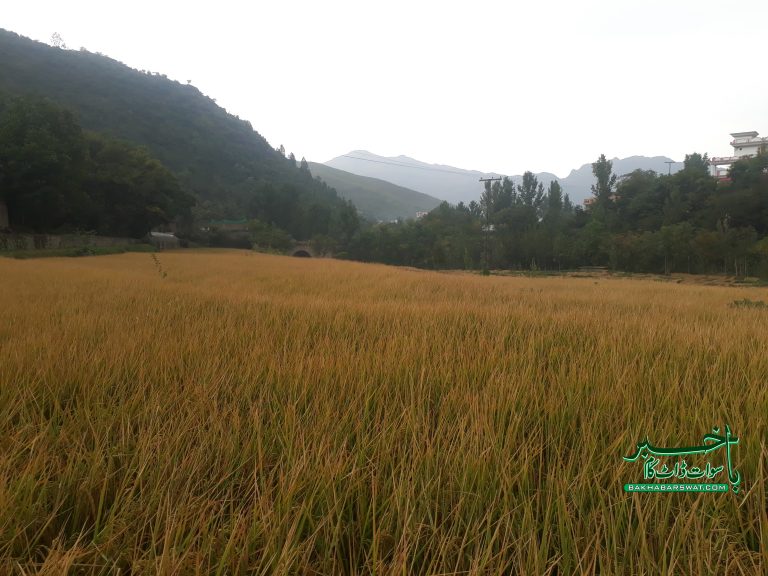 سوات کے میدانی علاقوں میں موسم سرما کا آغاز