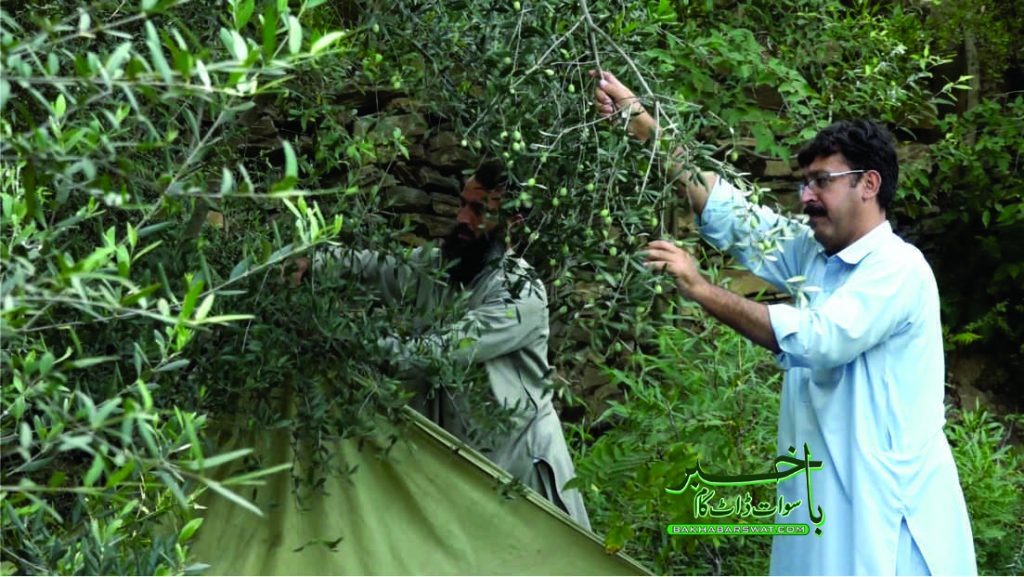 زیتون کے جنگلی درختوں سے پاکستان کثیر زرِ مبادلہ کما سکتا ہے (خصوصی رپورٹ)