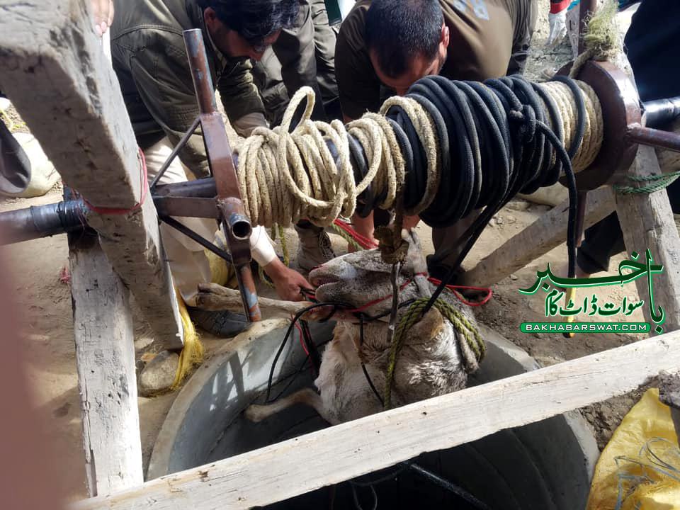 چار باغ ولی آباد، ریوڑ میں شامل بھیڑ کنویں میں گرگیا