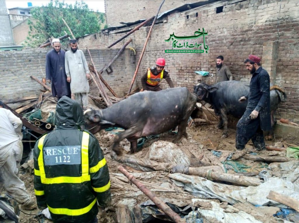 مینگورہ، حالیہ بارشوں سے مویشی خانہ کی چھت گرگئی، مویشی ملبے تلے دب گئے