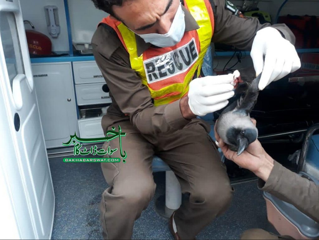 مٹہ، ریسکیو اہلکاروں نے درخت میں لٹکے زخمی کوے کو اُتار دیا