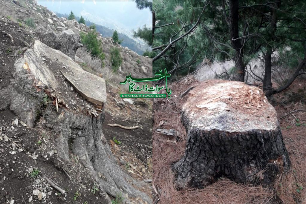 میاندم جنگلات کی کٹائی، دس افراد کے خلاف ایف آئی آر درج