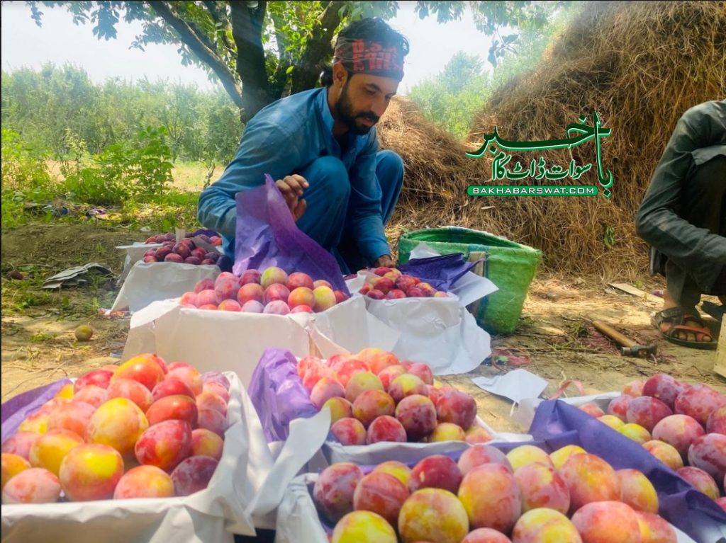 سوا ت میں پیدا ہونے والے آلوچہ بارے خصوصی رپورٹ