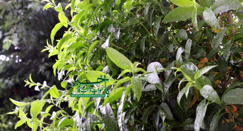 سوات، دوسرے روز بھی بارش سے موسم خوشگوار