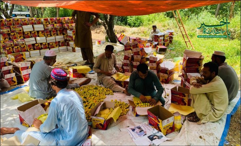 سوات، خوبانی کی فصل تیار، منڈیوں میں پہنچانے کا عمل جاری