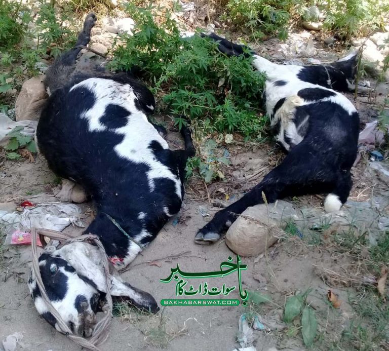 کوکڑئی، بھیڑیے کے حملہ سے دو بکریاں ہلاک