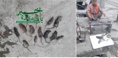 مینگورہ، واسا نے ”چوہا مار آپریشن“ کا آغاز کردیا