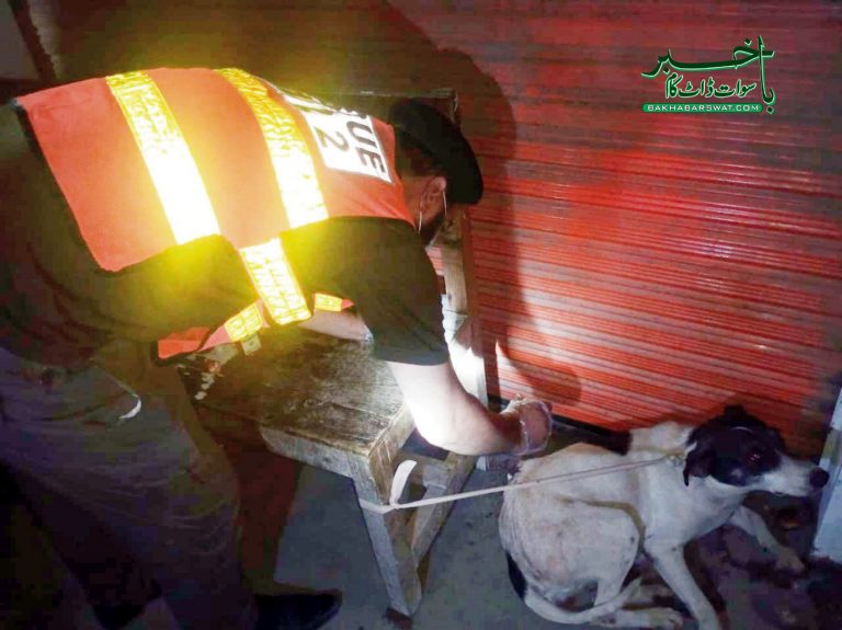 حادثہ میں زخمی کتے کو ریسکیو 1122ٹیم نے طبی امداد فراہم کی