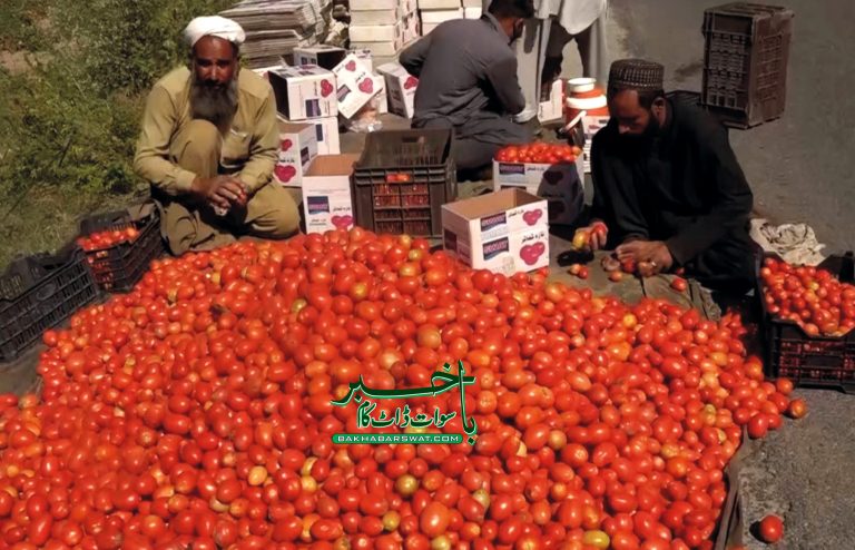 سوات، ٹماٹر کی فصل کو بے موسم کی بارشوں اور ژالہ باری سے نقصان