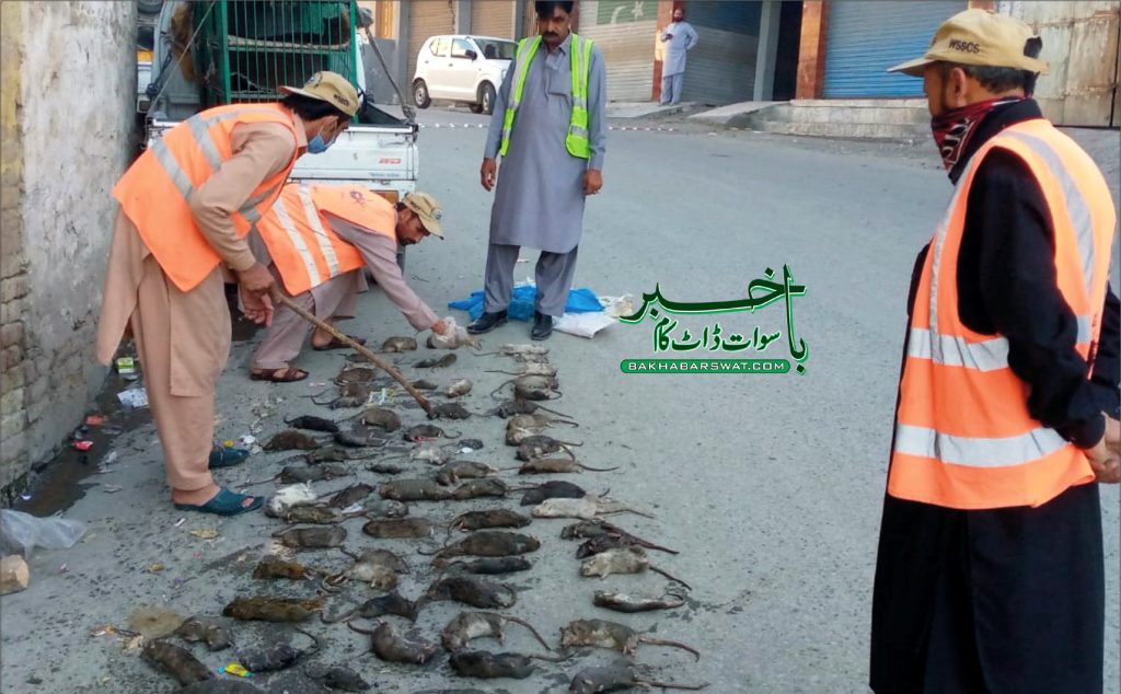 مینگورہ، بلی جتنے وزنی چوہوں کا راج، شہریوں کا ناک میں دم کردیا