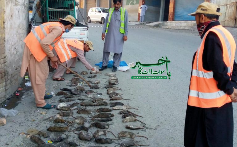 مینگورہ، بلی جتنے وزنی چوہوں کا راج، شہریوں کا ناک میں دم کردیا